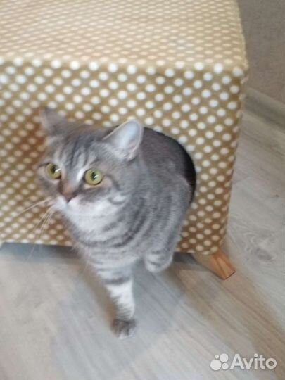 Домик для кошки собачки лежанка