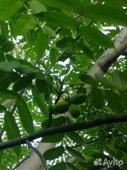 Манжурский орех