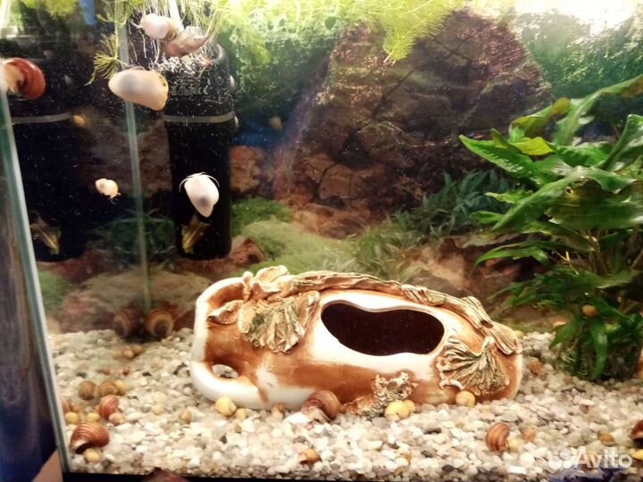 Аквариумные улитки ампулярии