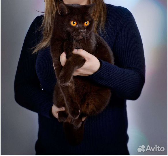 Британские кошки в добрые руки
