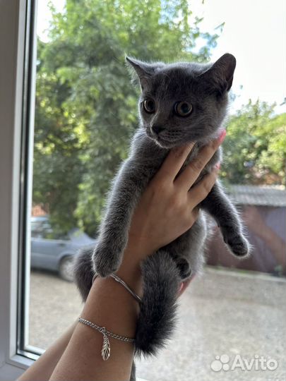 Британская кошка