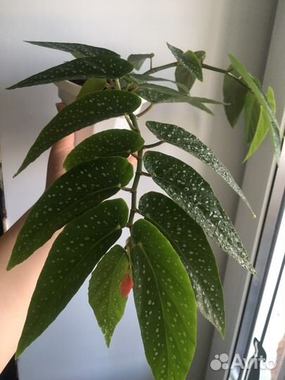 Комнатные и уличные цветы