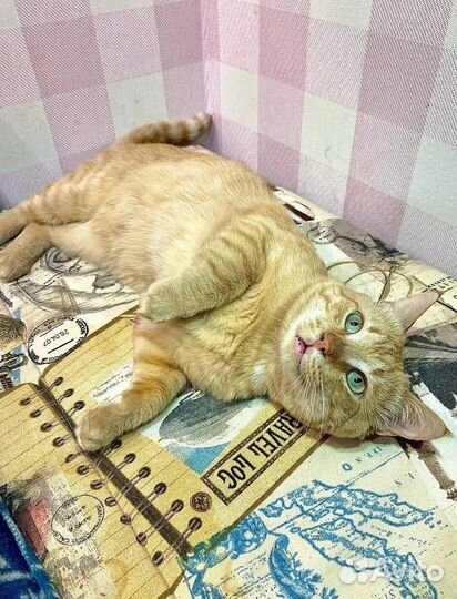 Лучик в поисках дома