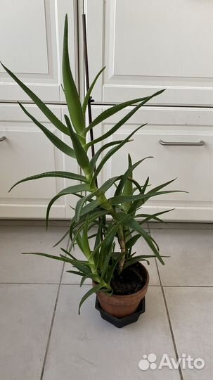 Комнатные цветы Алоэ