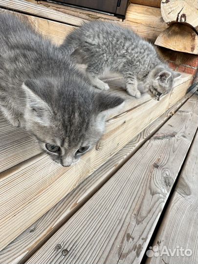 Отдадим котят в добрые руки