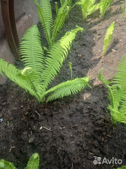 Папоротник садовый