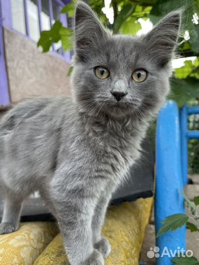 Котёнок и кошечка, турецкая ангора, рожд 7.04.23г