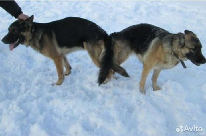 Инструктор по вязке собак
