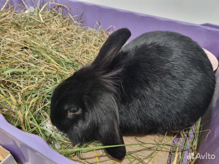 Кролик баран вислоухий