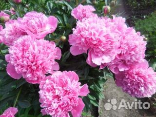 Пионы на срезку