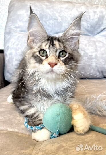 Котята мейн-кун