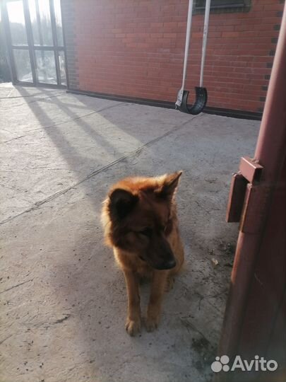 Вязка овчарка