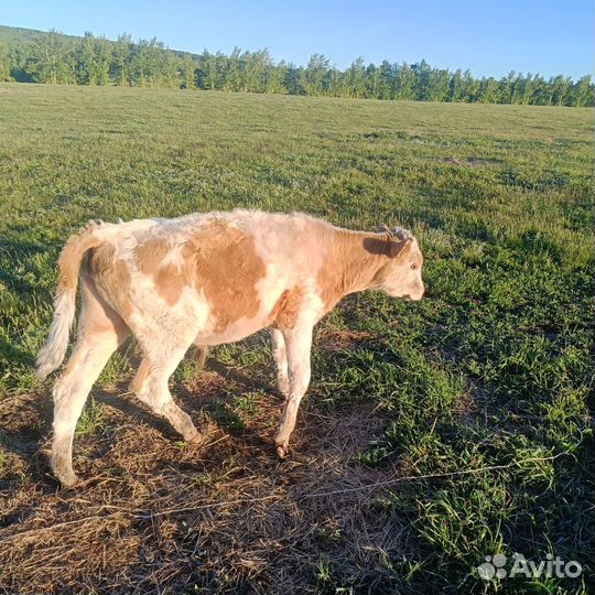 Телята бычки,коровы дойные