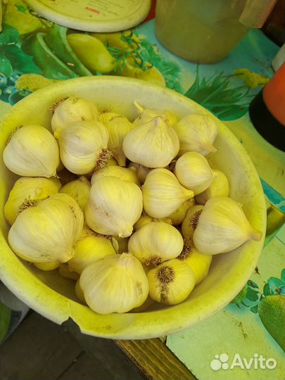 Чеснок на посадку,яровой