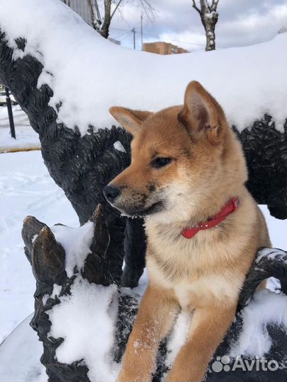 Щенок сиба ину dzembi