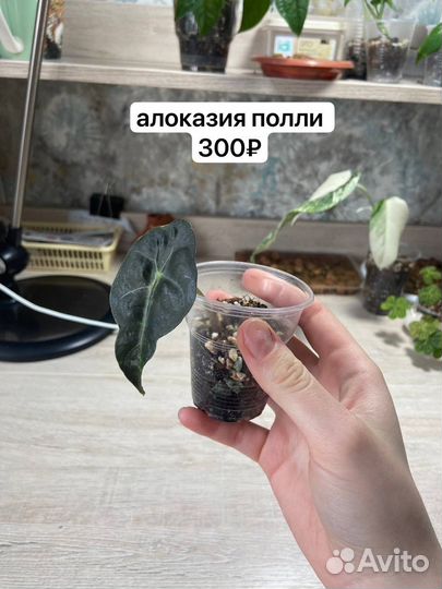 Комнатные растения