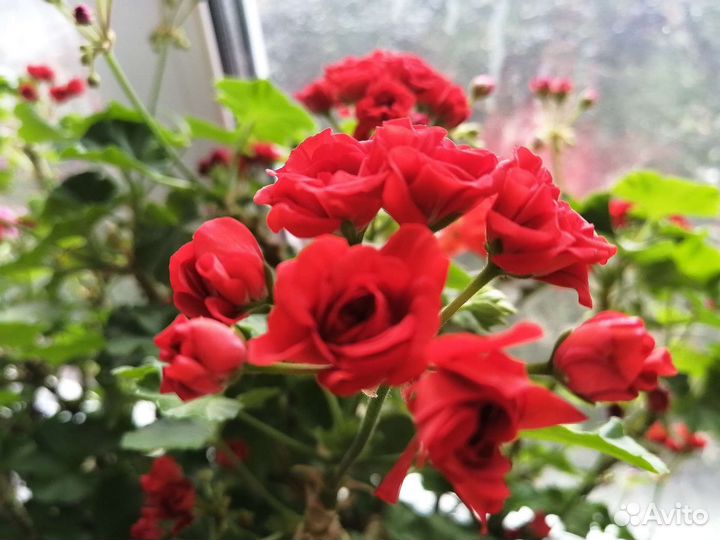 Пеларгония красная. Герань розебудная