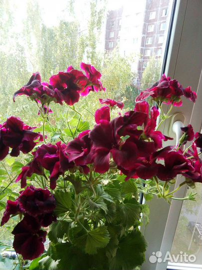 Герани Королевские и Лечебная,душистая