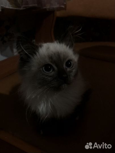 Отдам в добрые руки котенка девочку