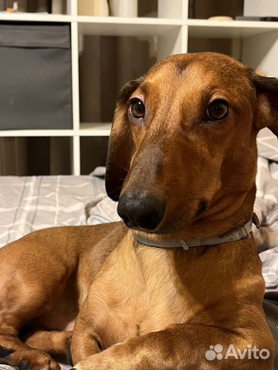 Вязка кобель такса