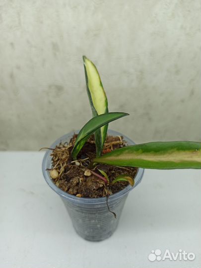 Хойя (разные сорта)