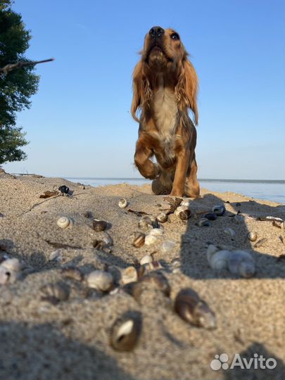 Выгул собак