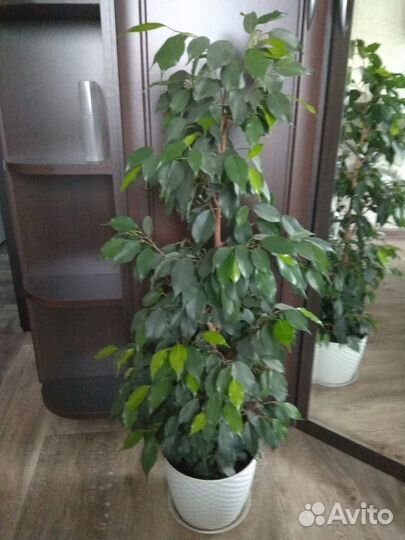 Фикус бенджамина