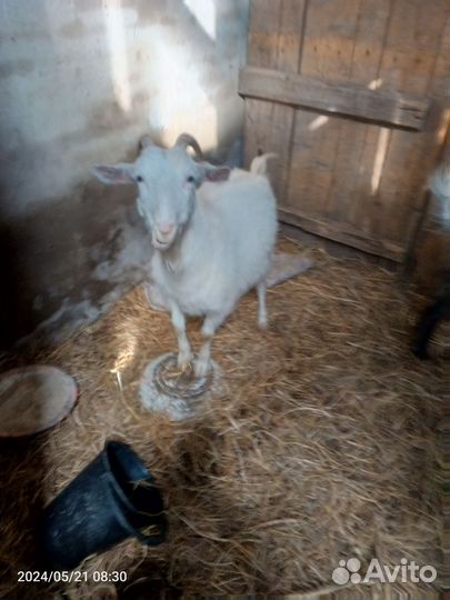 Продам козу
