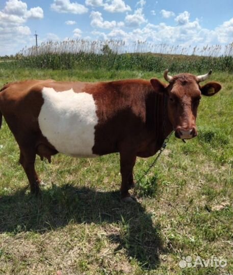 Корова стельная дойная