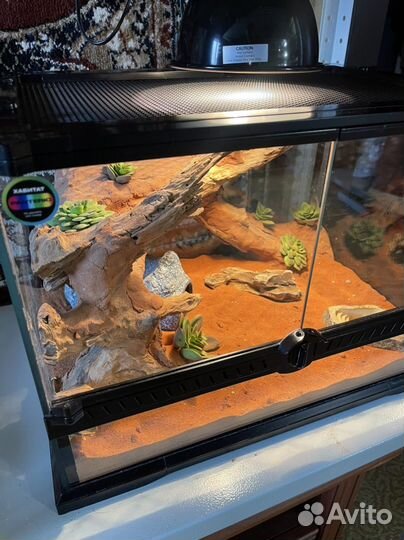 Эублефар с террариумом