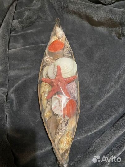 Ракушки Египет