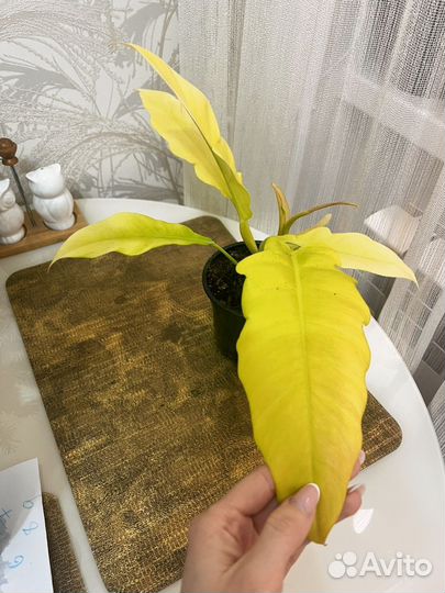 Филодендрон нероу