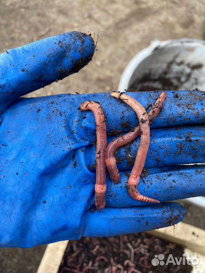 Черви для рыбалки