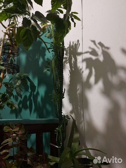 Цветы комнатные разные взрослые