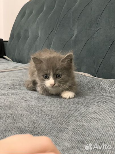 Шотландская