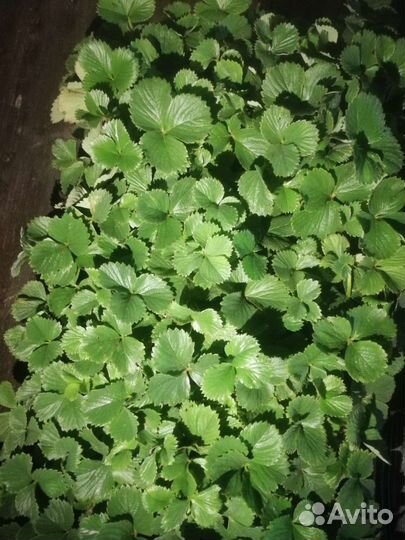 Рассада клубники