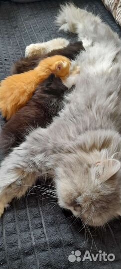 Котёнок персидский
