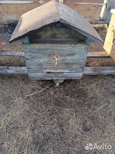 Продам пчелосемьи