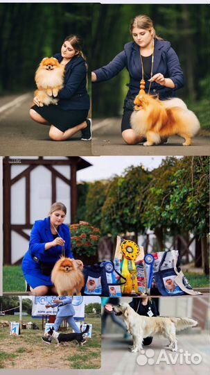 Услуги хендлера