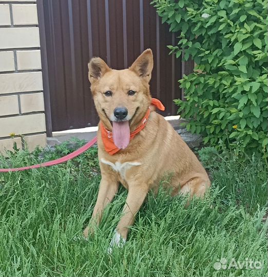 Миша - рыжий медвежонок