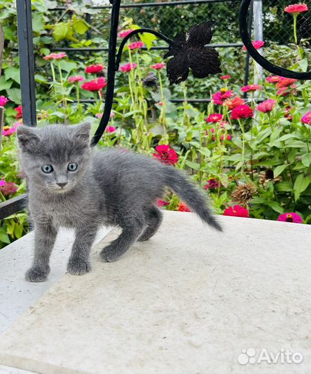 Котенок в добрые руки