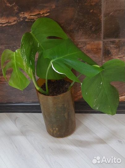 Монстера альба