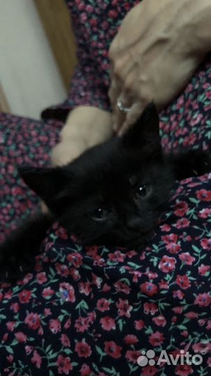 Черный котенок