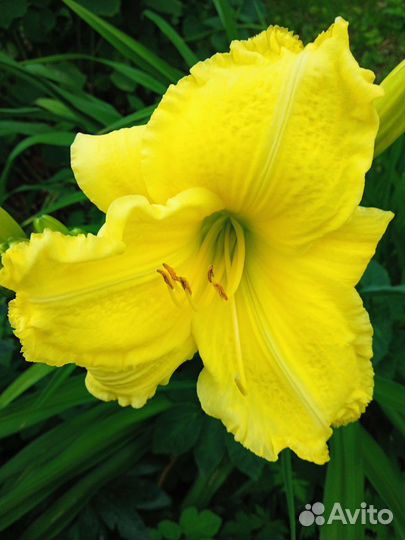 Лилейник, астильба