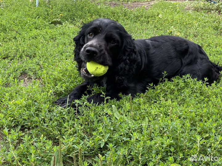 Русский спаниель