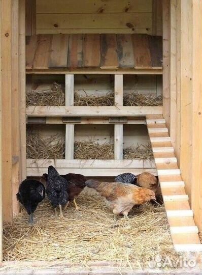 Яйцо домашнее куриное