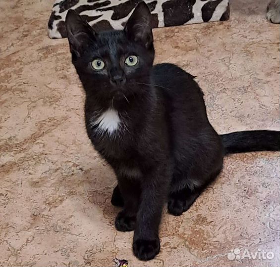 Котёнок Яша 3 мес. В добрые руки