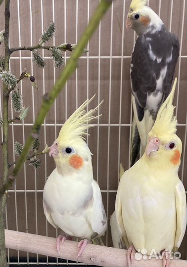 Молодые кореллы, розеллы, ожереловые