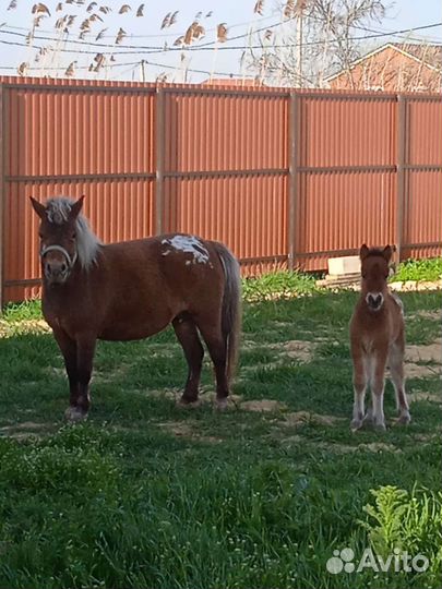 Пони жеребёнок