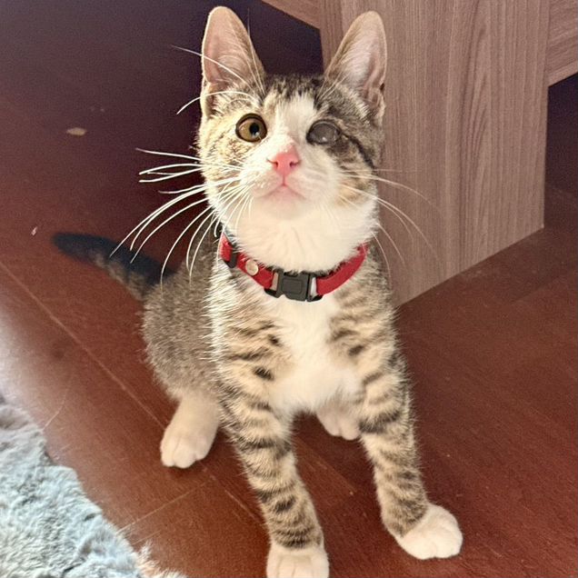 Котёнок в добрые руки